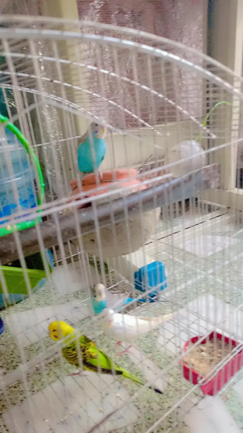 Australian parrots — photo 5