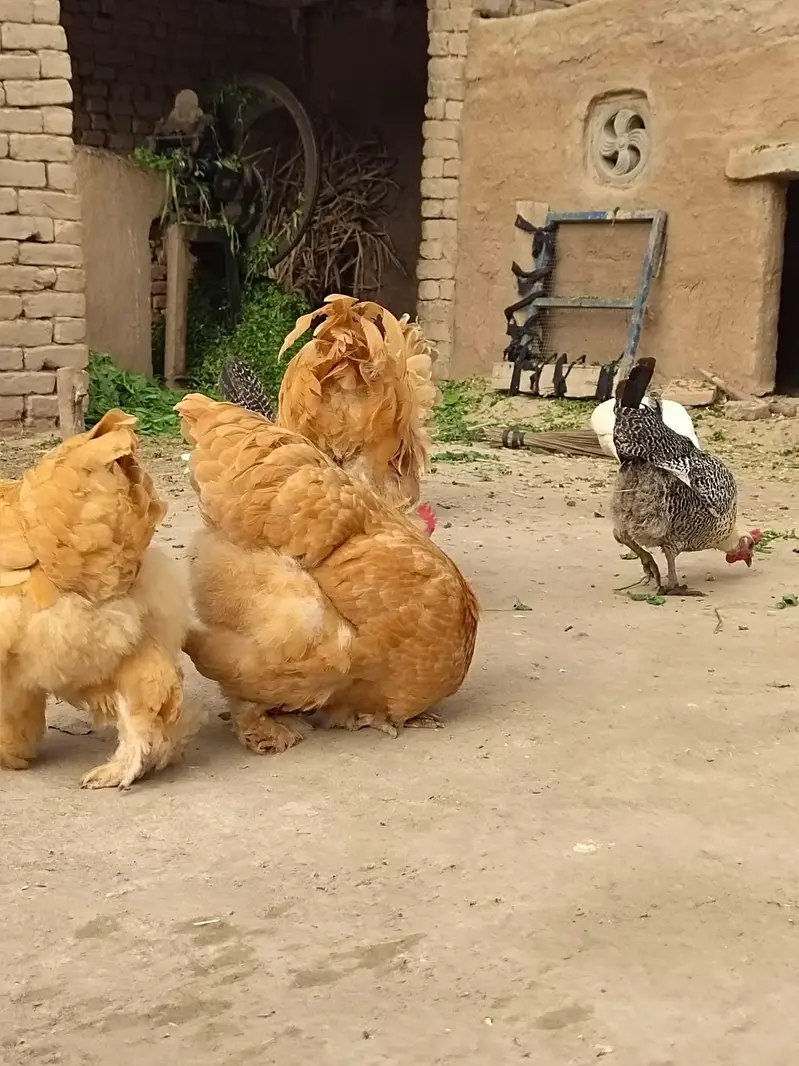 پیس عمر 5 ماہ 2 میل 4 فی میل 6 — photo 3