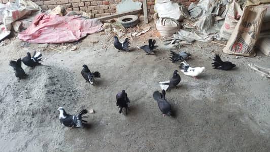 12 pigeon kabootar for sale - Pure Laqay