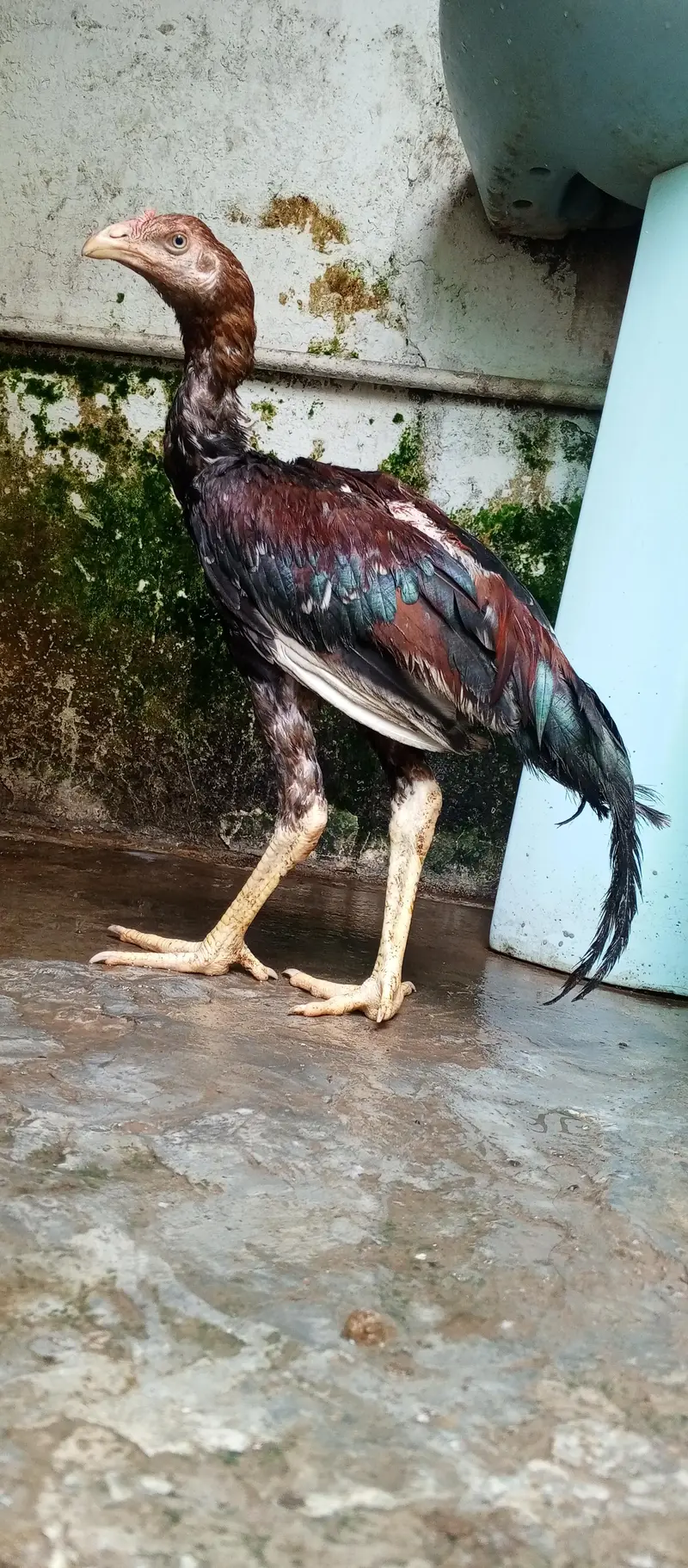 Aseel Murga — photo 6