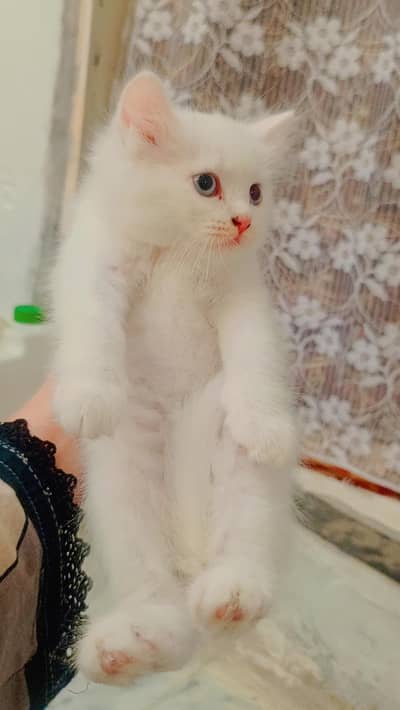 female kitten sell blue eyes