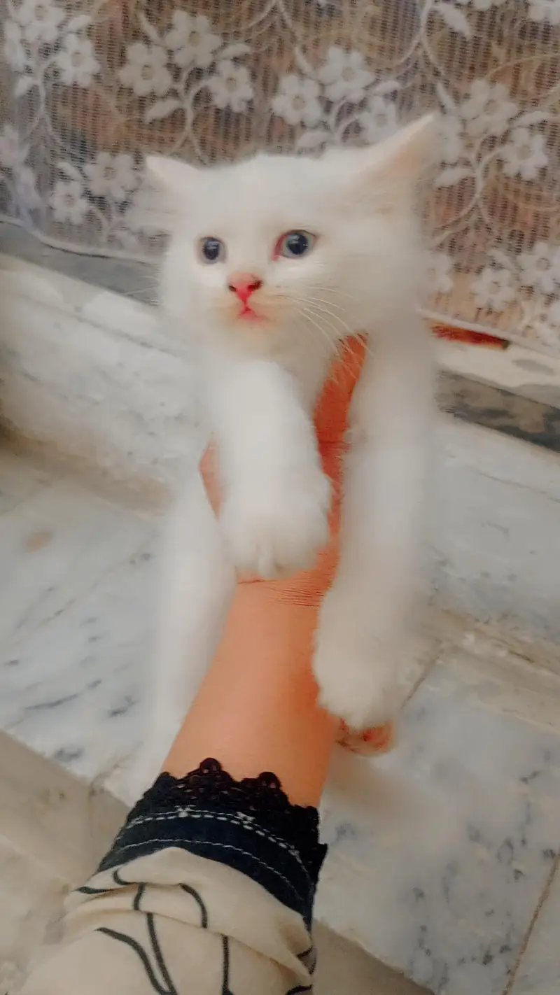 female kitten sell blue eyes — photo 2