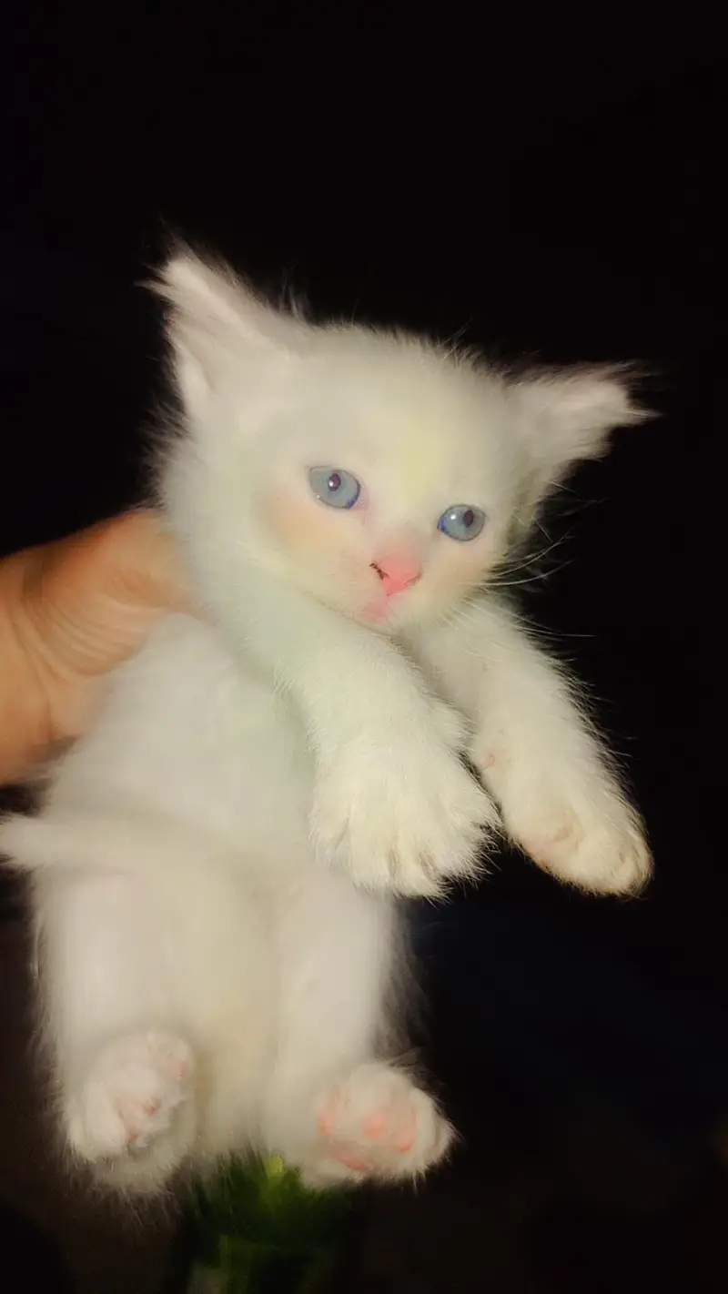 female kitten sell blue eyes — photo 3