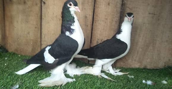 Black sherazi breeder pair for sale what's app 0302aa7308921