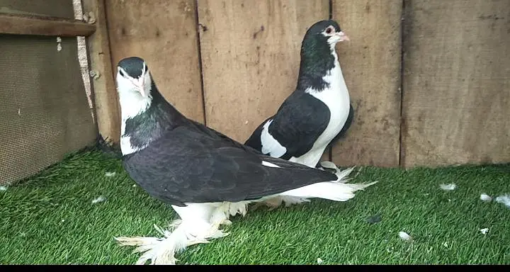 Black sherazi breeder pair for sale what's app 0302aa7308921 — photo 2
