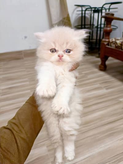 Persian brown punch face kitten