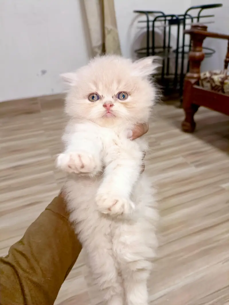 Persian brown punch face kitten — photo 2