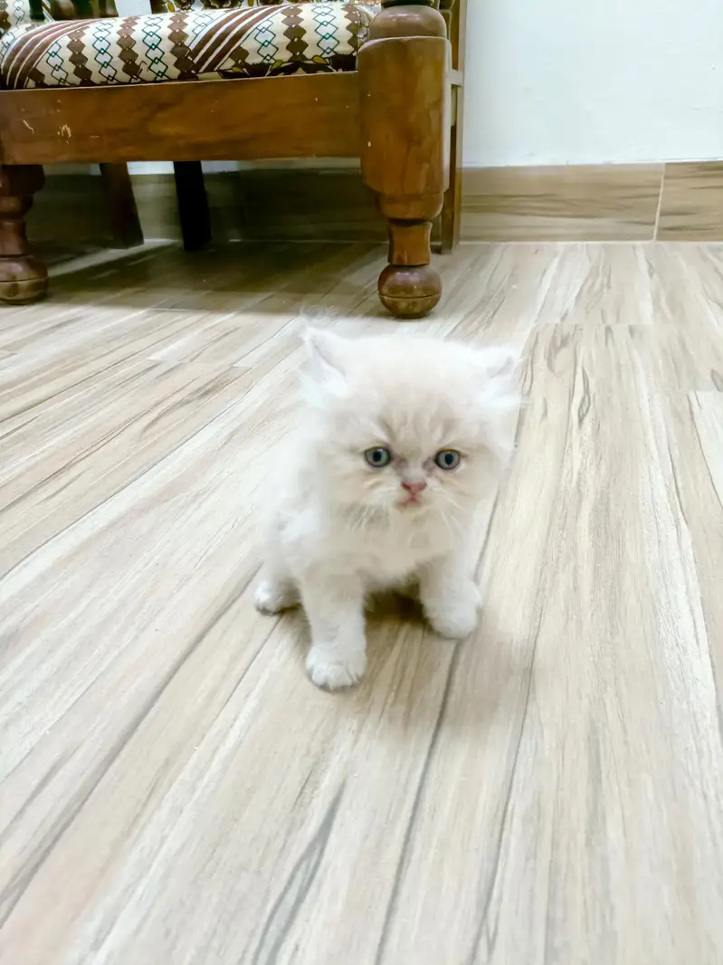 Persian brown punch face kitten — photo 3