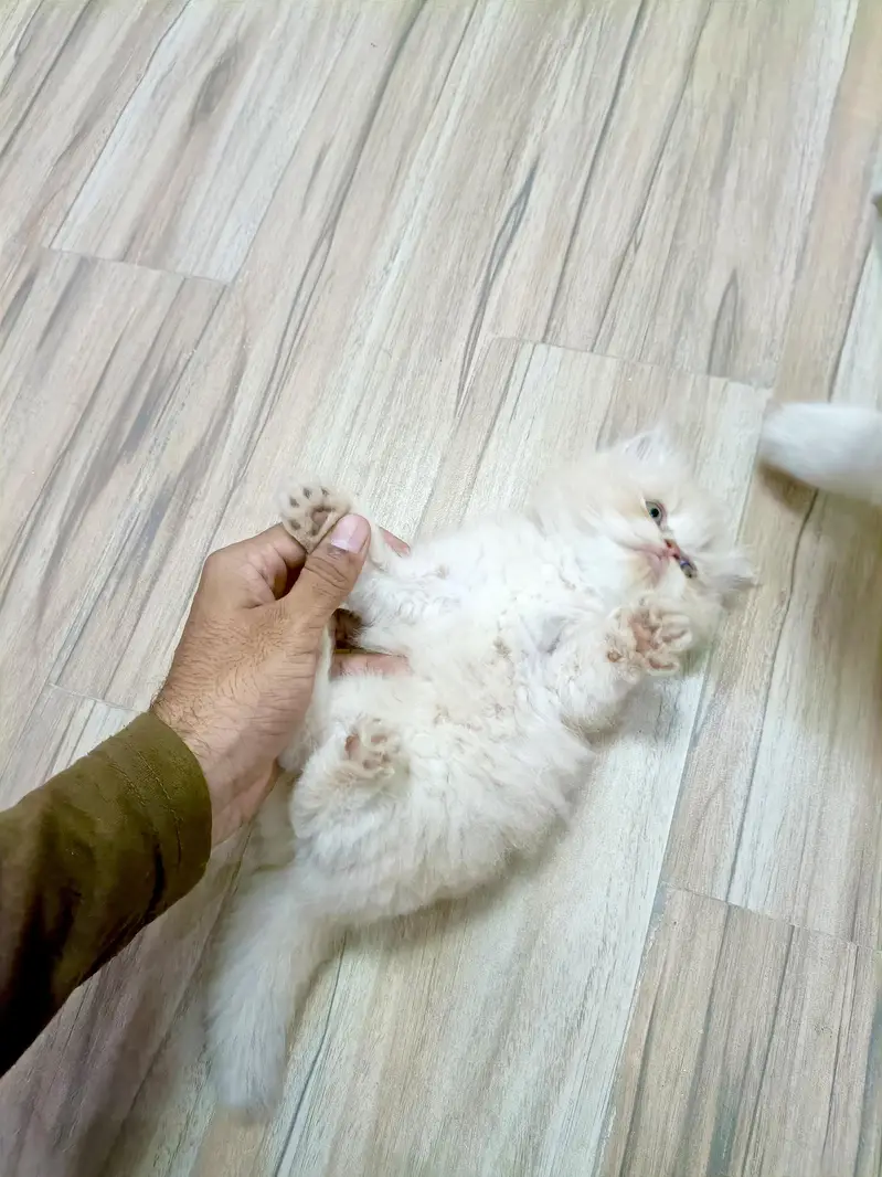 Persian brown punch face kitten — photo 4