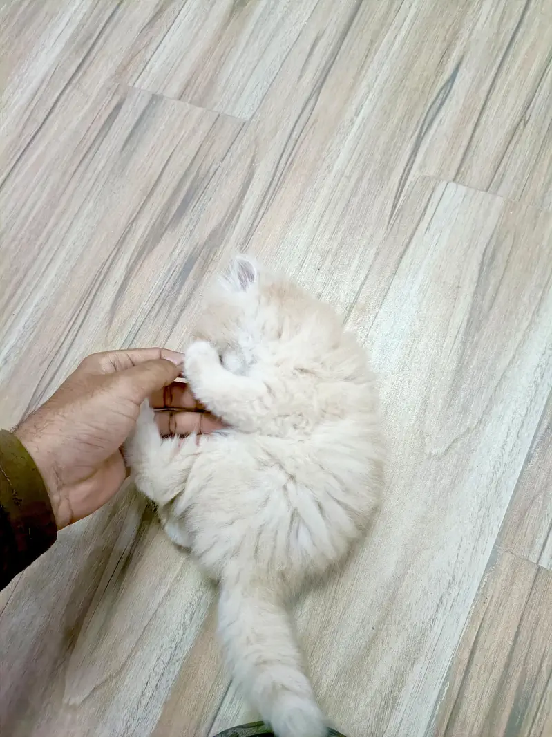Persian brown punch face kitten — photo 5