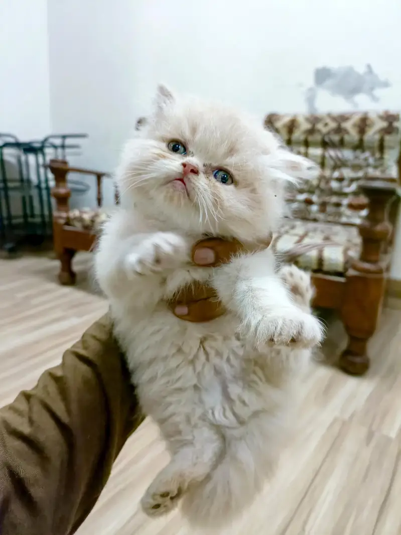 Persian brown punch face kitten — photo 6