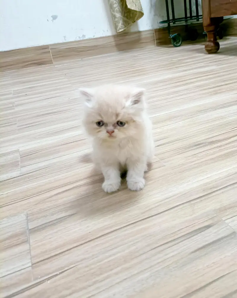 Persian brown punch face kitten — photo 7