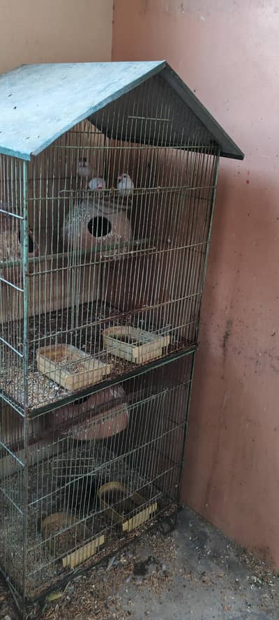 2 Portion Cage With Birds