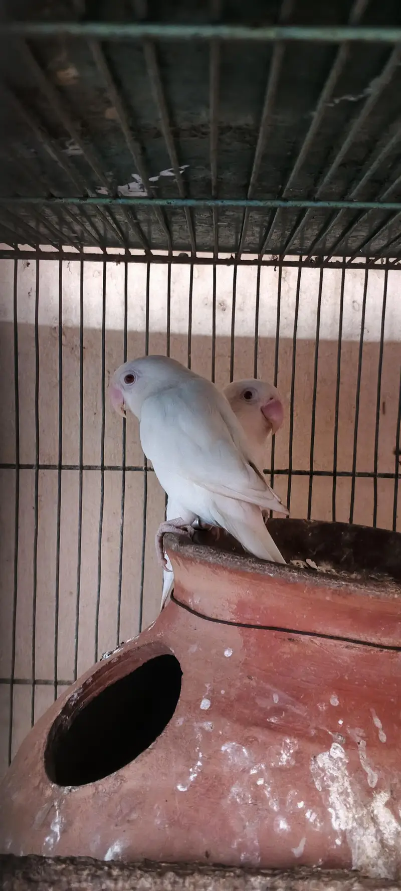 2 Portion Cage With Birds — photo 3