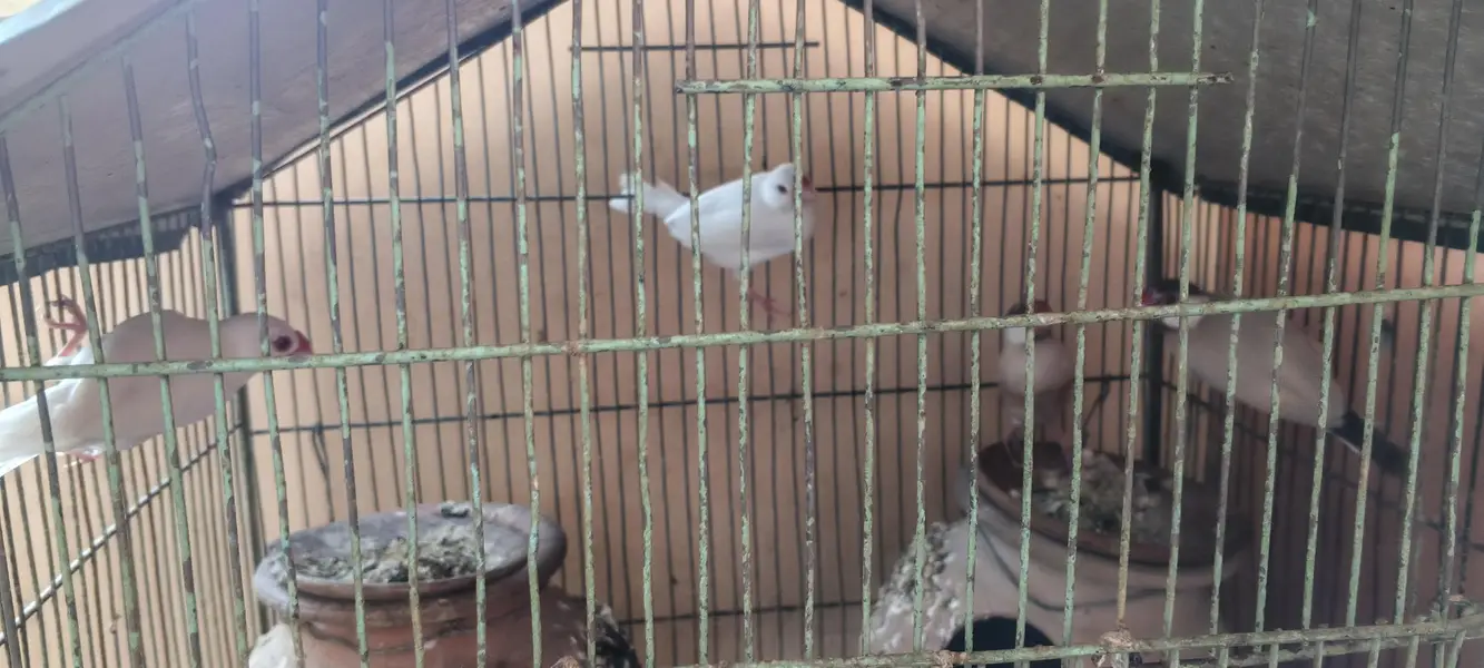 2 Portion Cage With Birds — photo 4