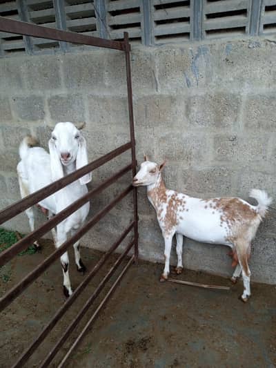 Barbari and kamori female 2 dant 4 not confirmed