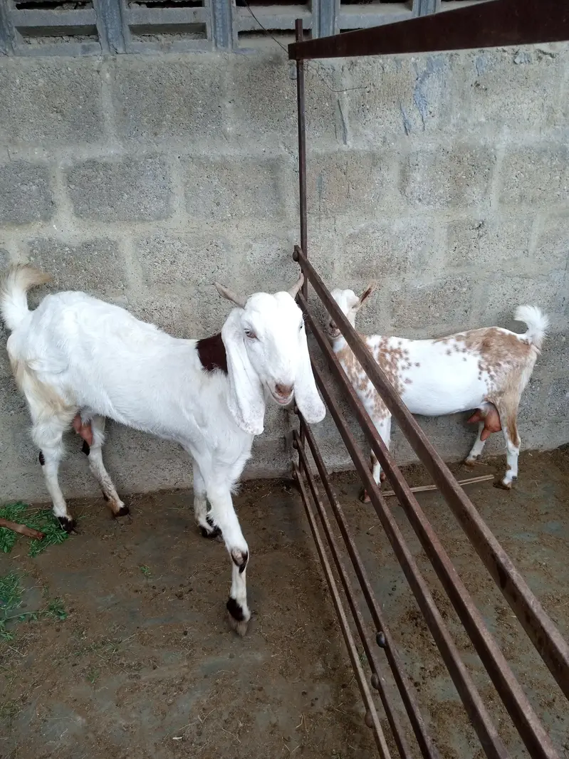Barbari and kamori female 2 dant 4 not confirmed — photo 2