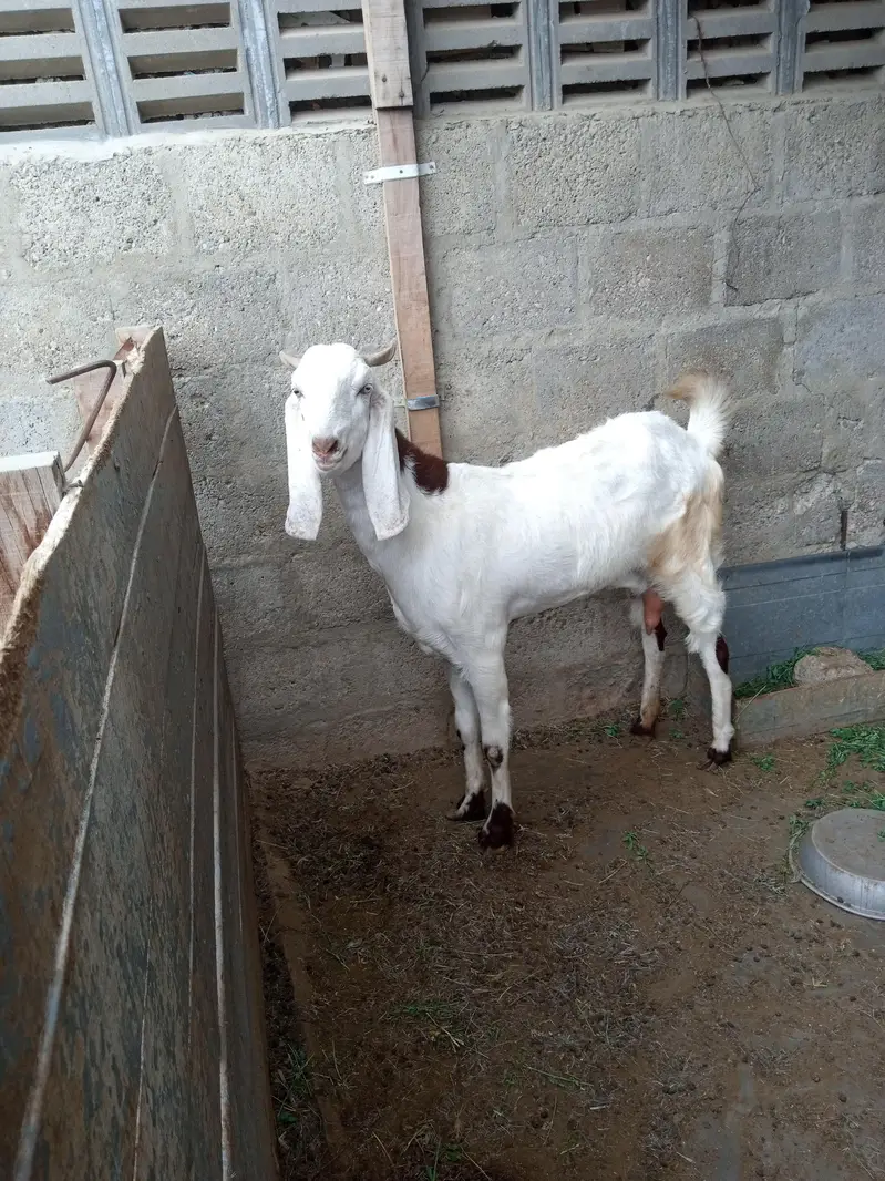 Barbari and kamori female 2 dant 4 not confirmed — photo 4