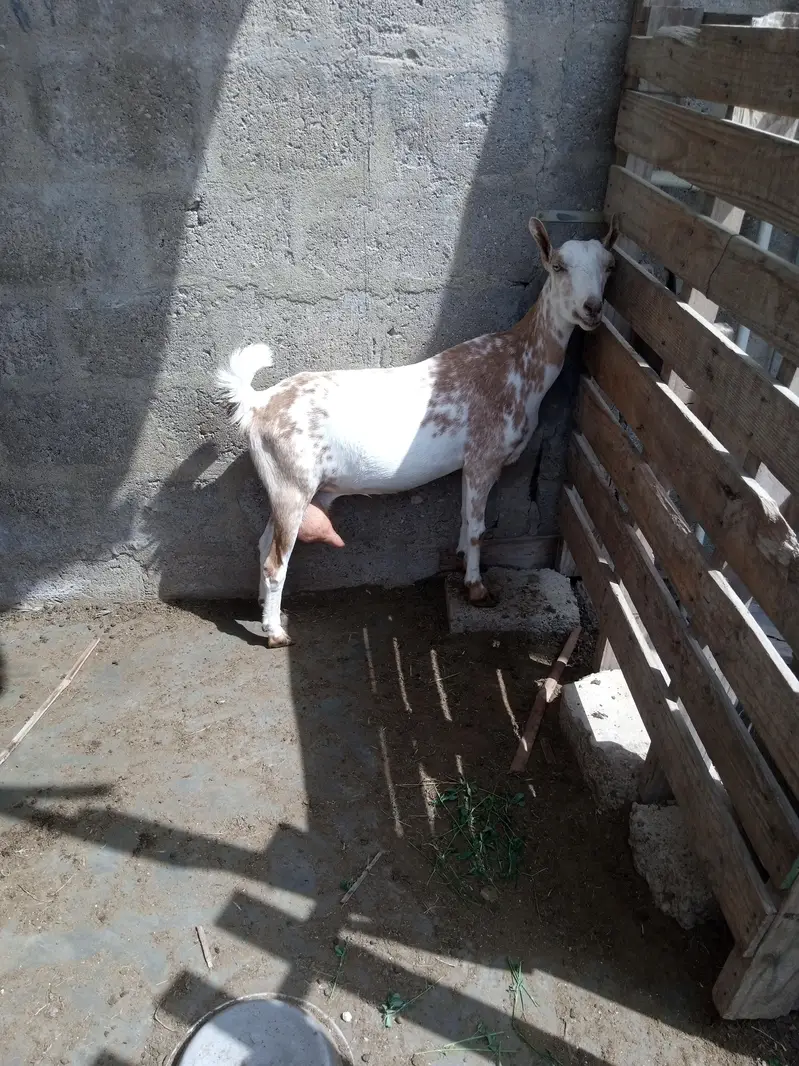 Barbari and kamori female 2 dant 4 not confirmed — photo 5