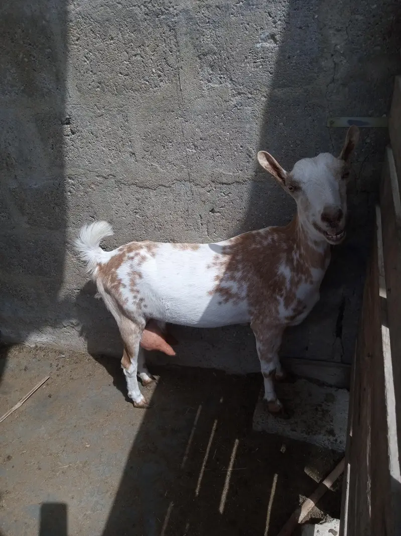 Barbari and kamori female 2 dant 4 not confirmed — photo 6