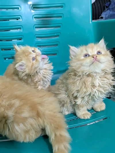 Cats | Persian | kittens |  Blue Eyes | O348O163O63 щatsap^⁠_⁠^