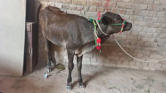 Bachri, cow