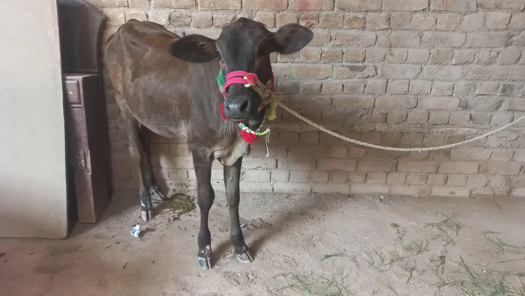 Bachri, cow — photo 2
