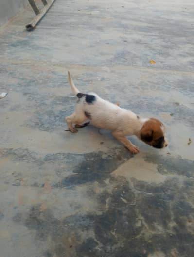 dog mixed-color puppy.