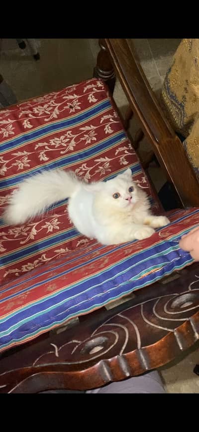 persian cat full frendly