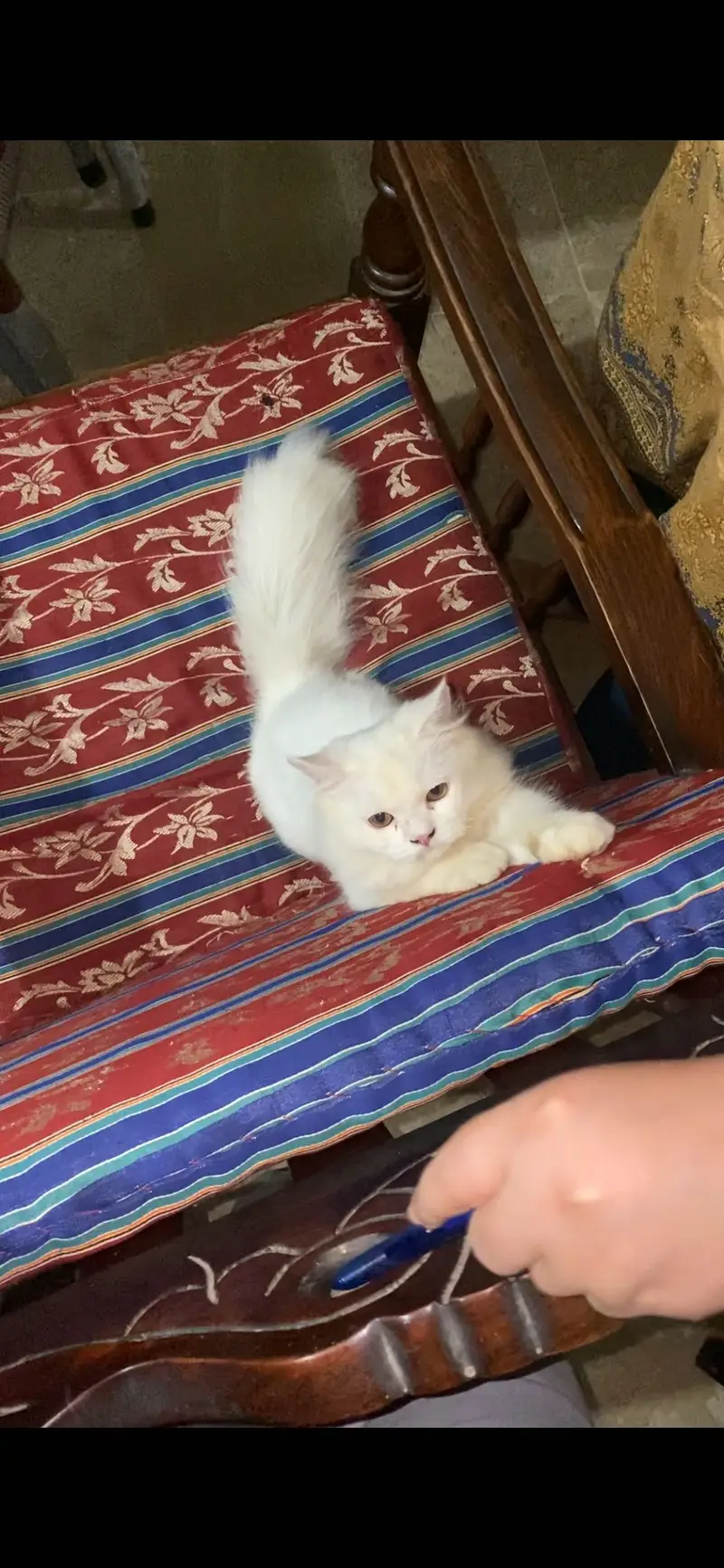 persian cat full frendly — photo 2