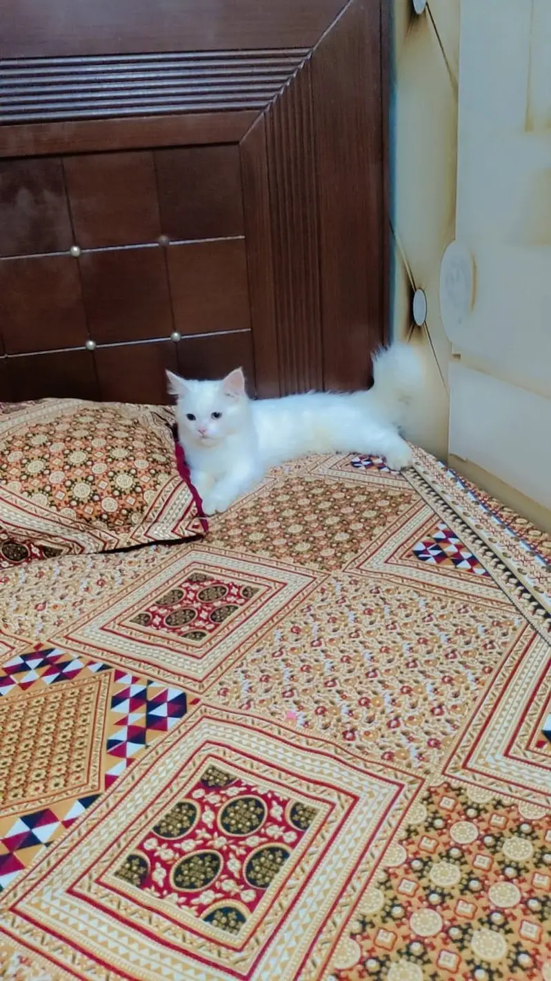 persian cat full frendly — photo 3