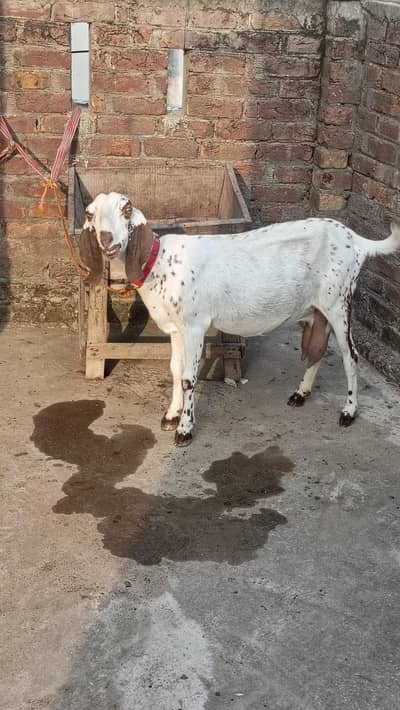 مکھی چینی دودھ والی بکری ھے رابطہ03456735532