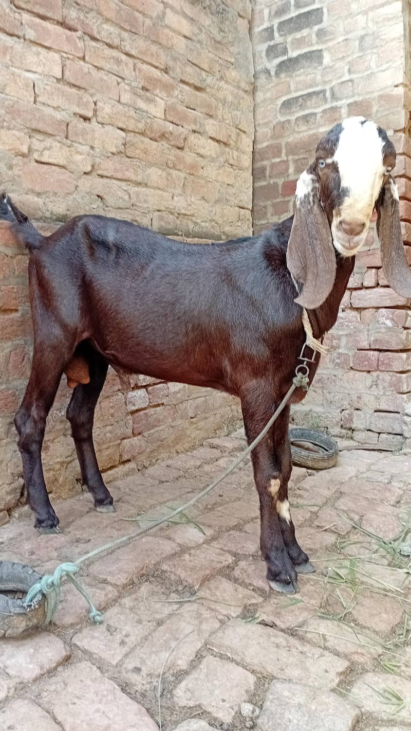 Donda Bakra 0