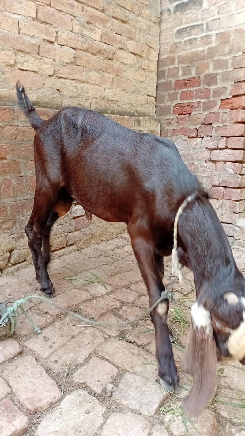 Donda Bakra 1