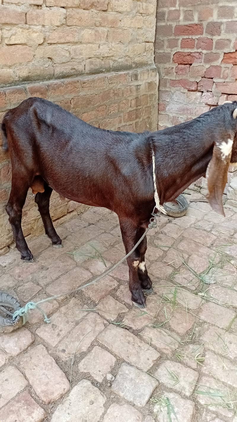 Donda Bakra 2