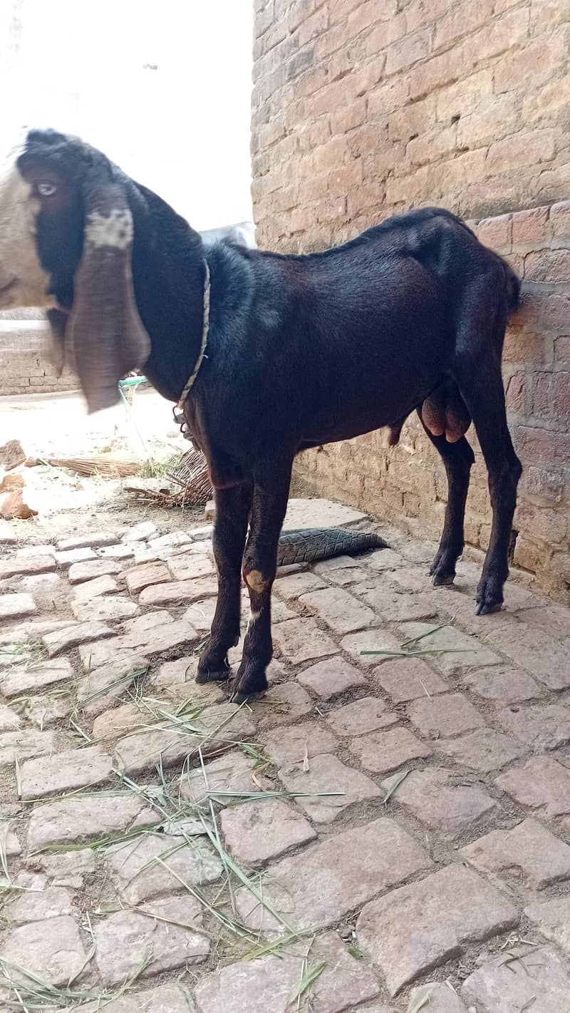 Donda Bakra 3