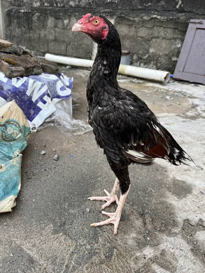 Sleeta and black aseel