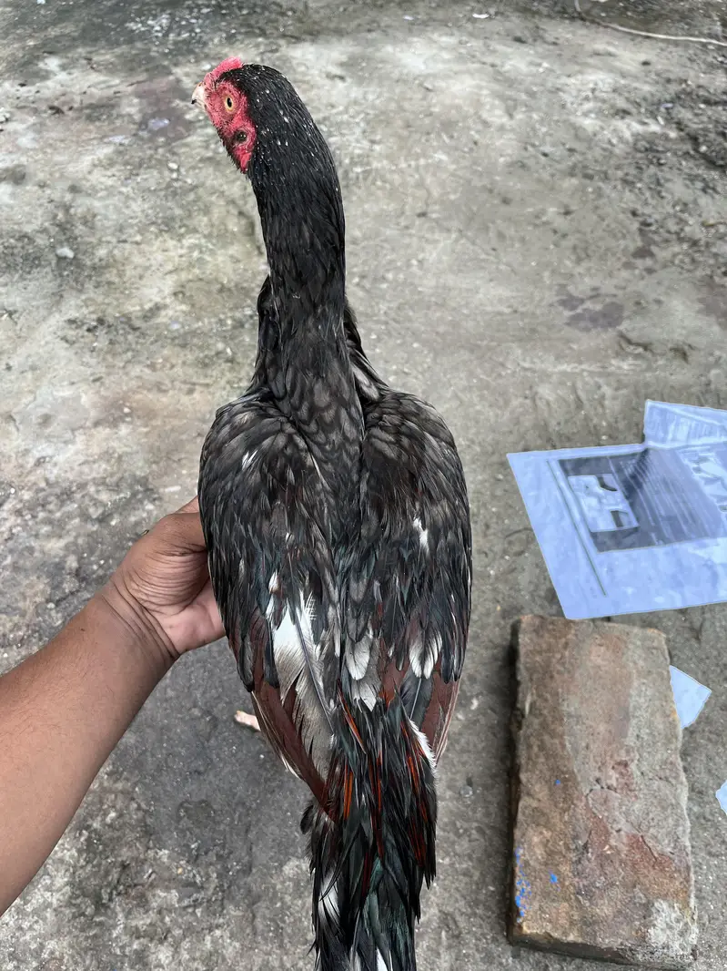 Sleeta and black aseel — photo 2