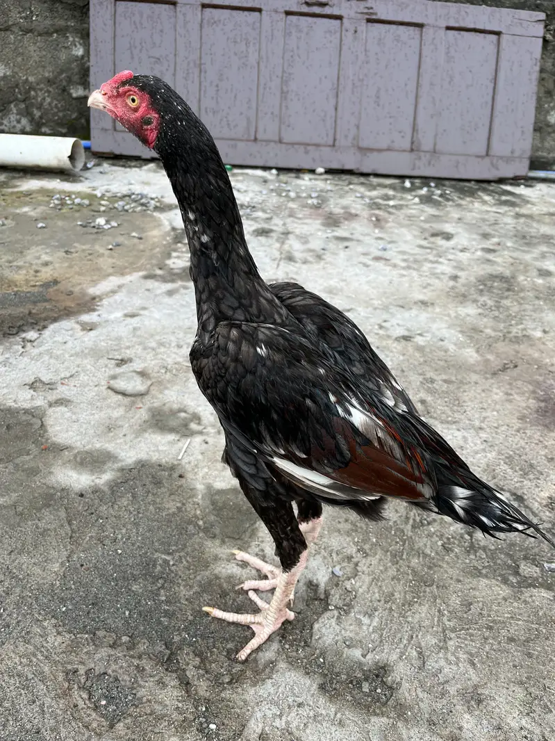 Sleeta and black aseel — photo 3