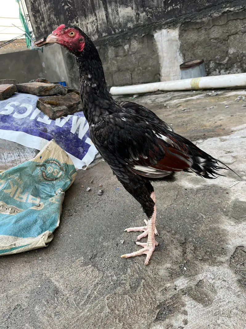 Sleeta and black aseel — photo 4