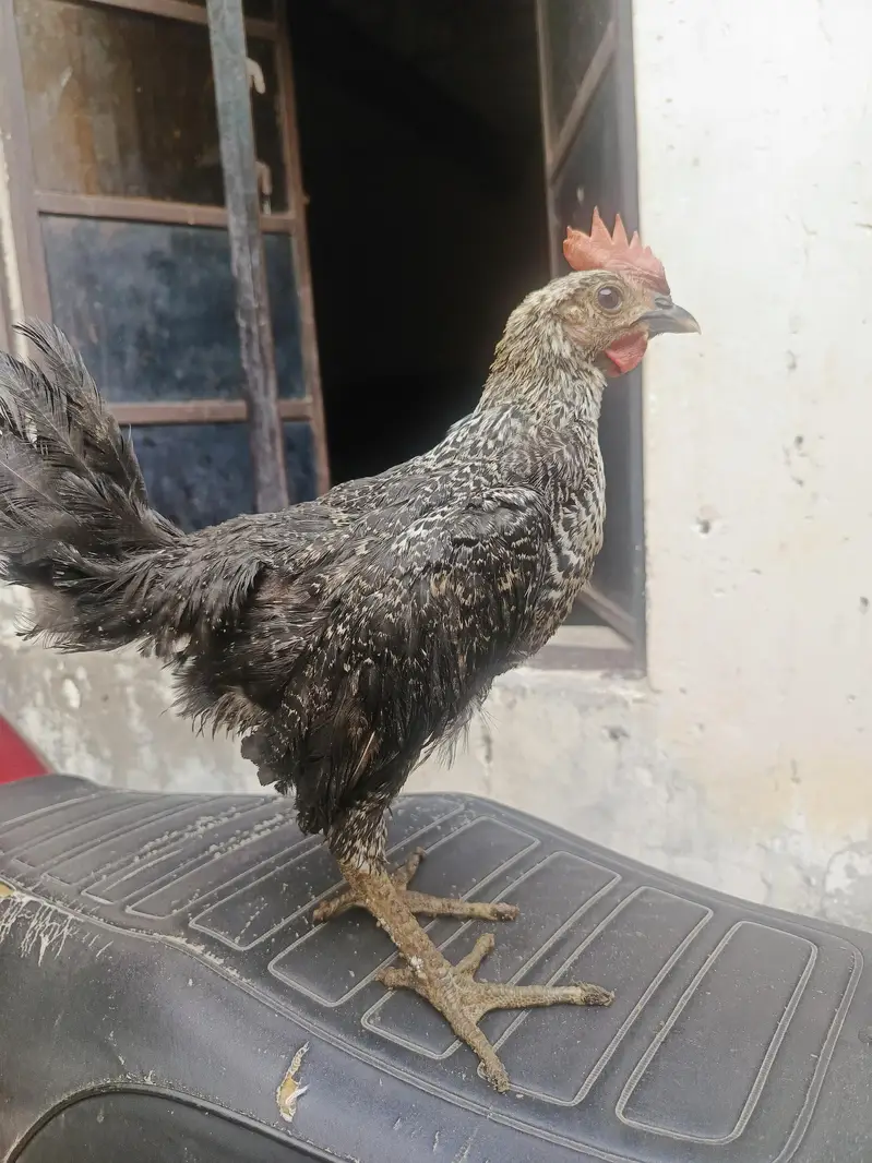 desi pathy ghr k — photo 2