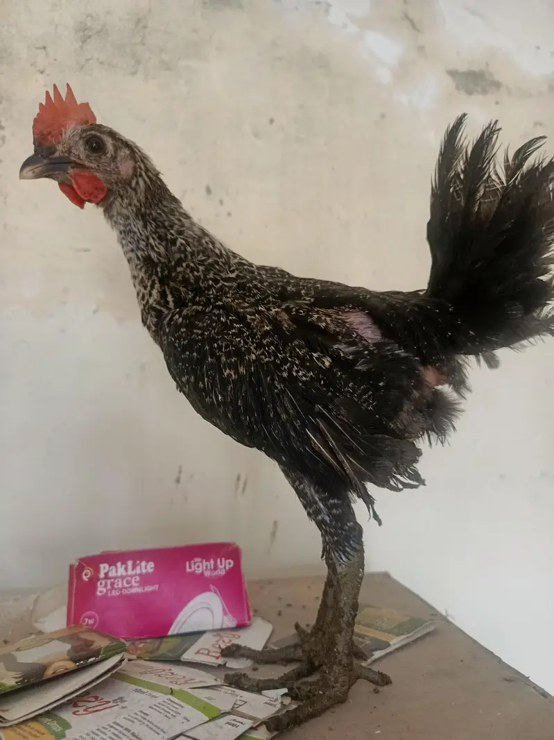 desi pathy ghr k — photo 3