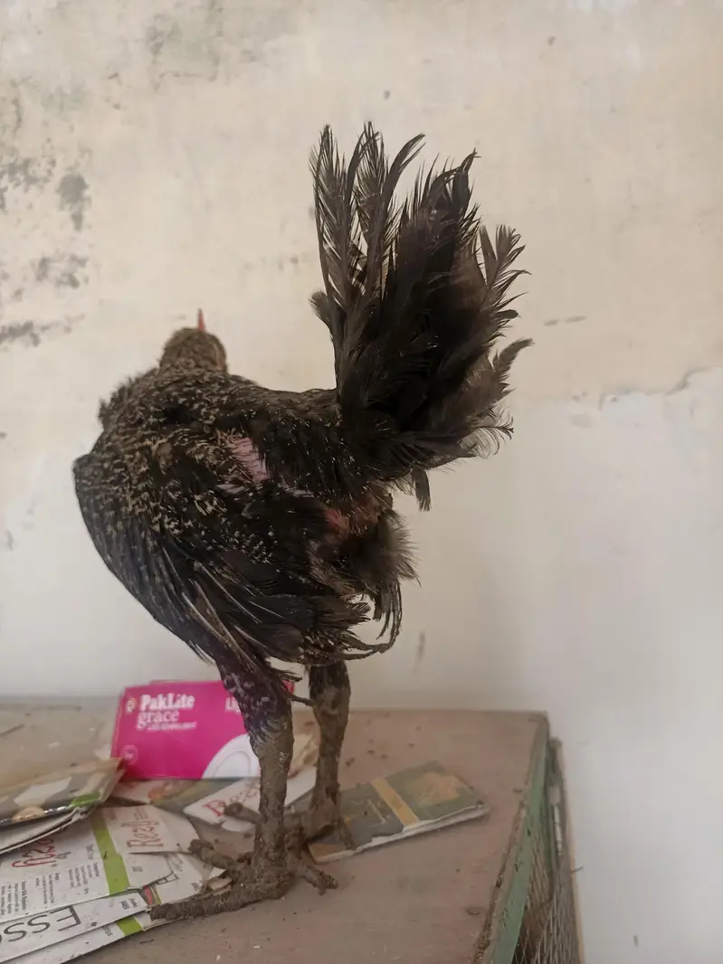 desi pathy ghr k — photo 4