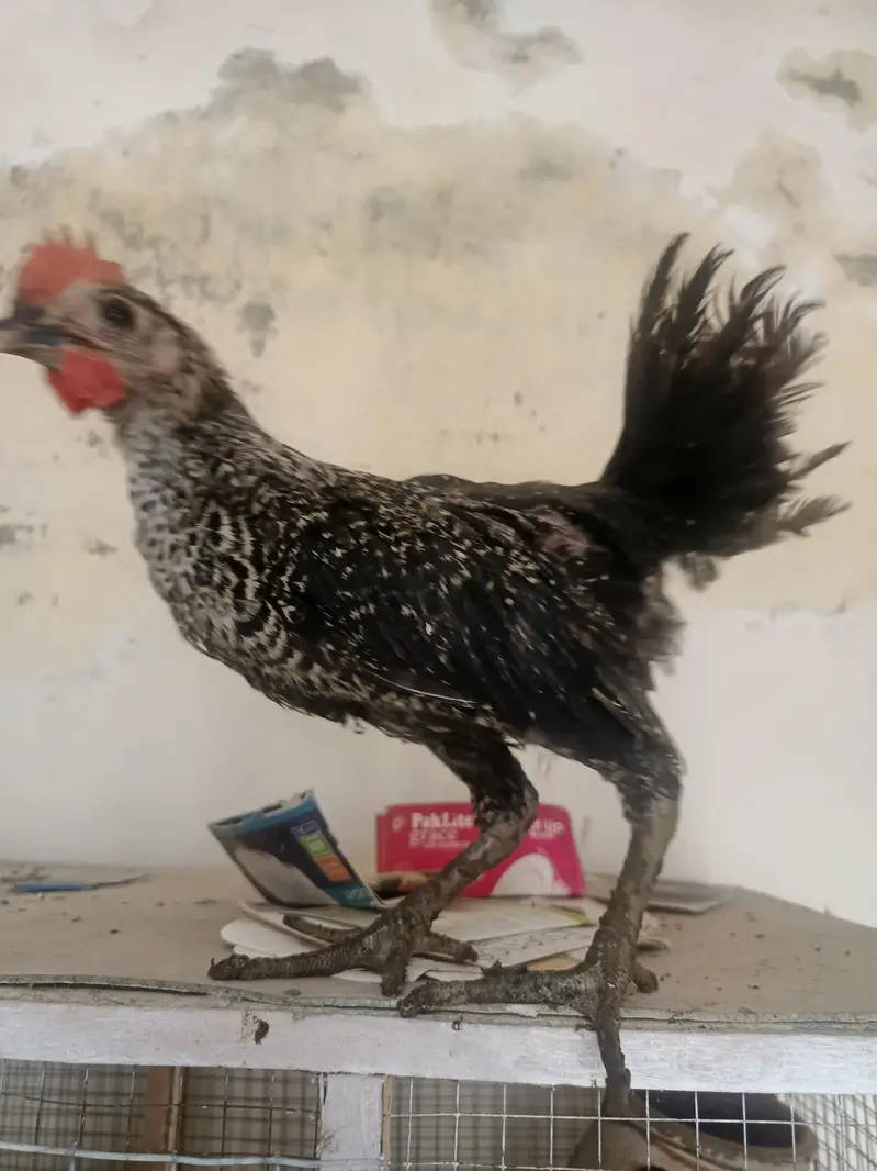 desi pathy ghr k — photo 5