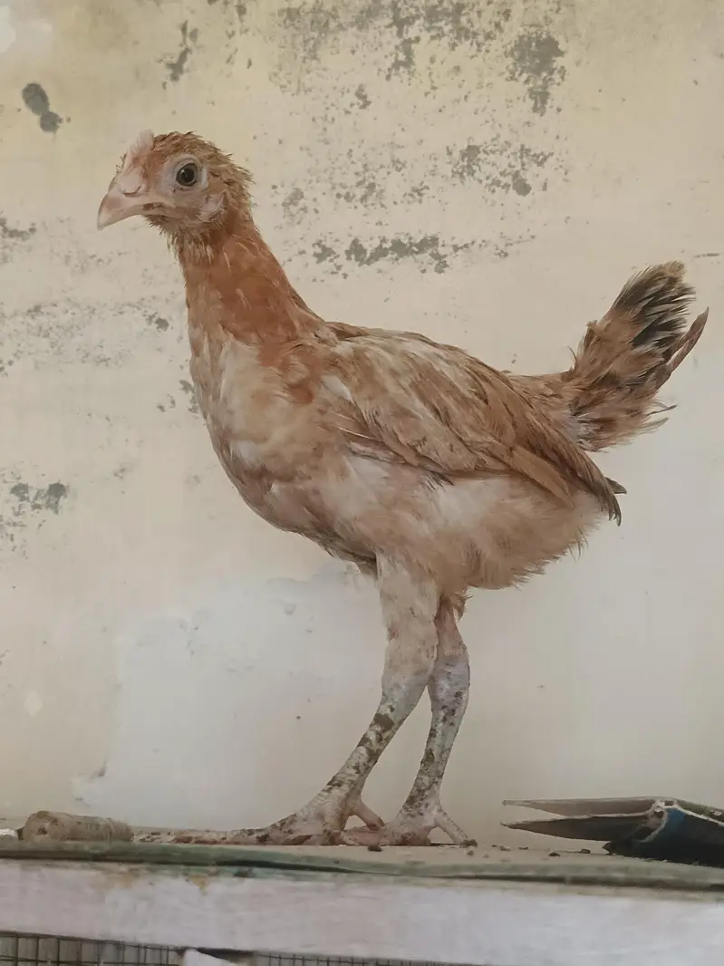 desi pathy ghr k — photo 10