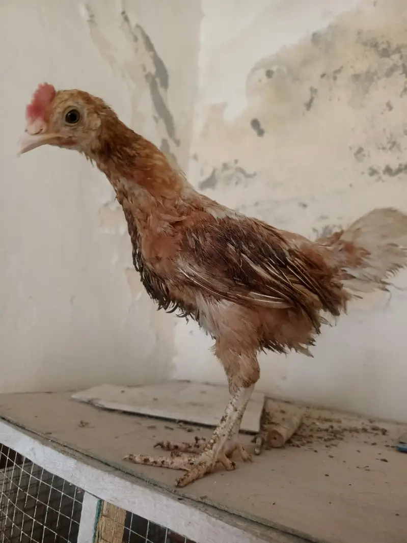 desi pathy ghr k — photo 11