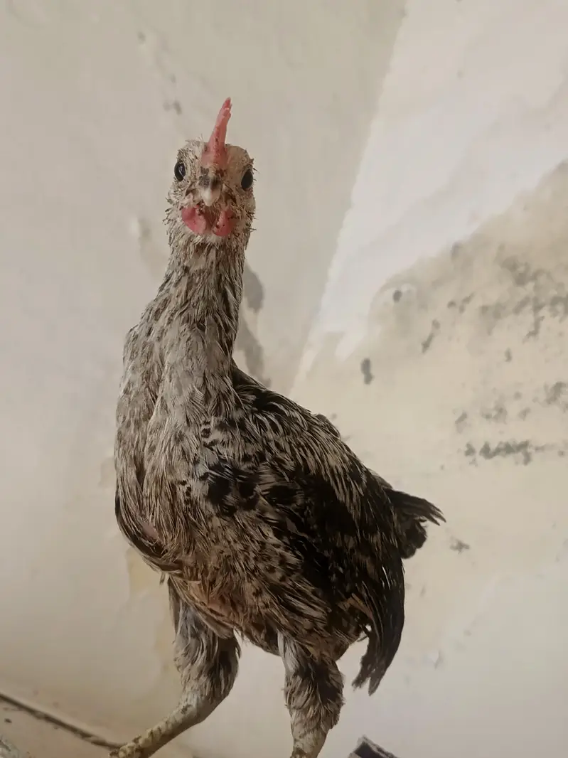 desi pathy ghr k — photo 12