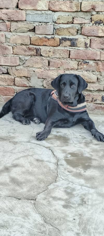 British Labrador female