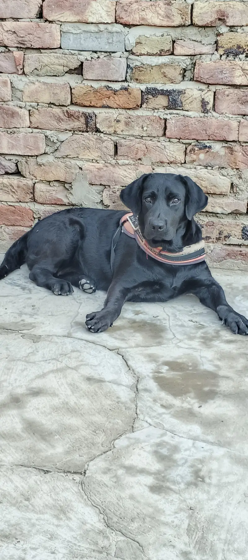 British Labrador female — photo 2