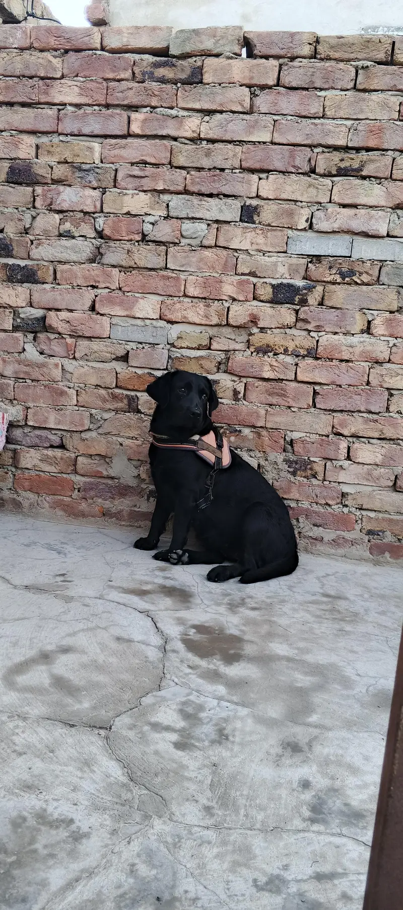 British Labrador female — photo 3